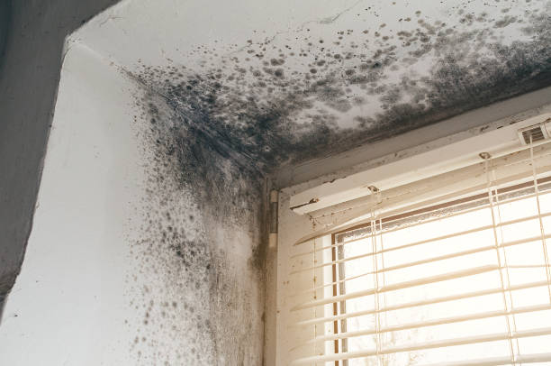 Affordable Black Mold Removal solutions in Saxapahaw, NC